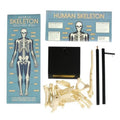 Rex London, anatomiczny model szkieletu, zestaw edukacyjny