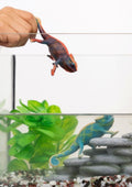 Schleich, Wild Life, Kameleon, figurka, 14858