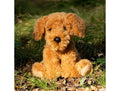 One For Fun, pies Cockapoo, maskotka, 25 cm