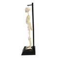 Rex London, anatomiczny model szkieletu, zestaw edukacyjny
