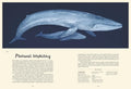 Oceanarium. Muzeum Oceanu