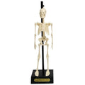 Rex London, anatomiczny model szkieletu, zestaw edukacyjny